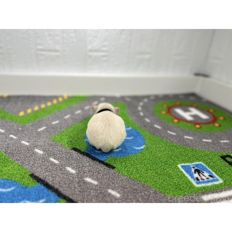 販売中の愛知県のチワワ(ロングコート)-434832の3枚目