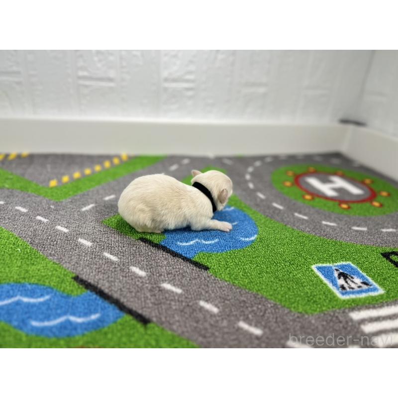 販売中の愛知県のチワワ(ロングコート)-434832の2枚目