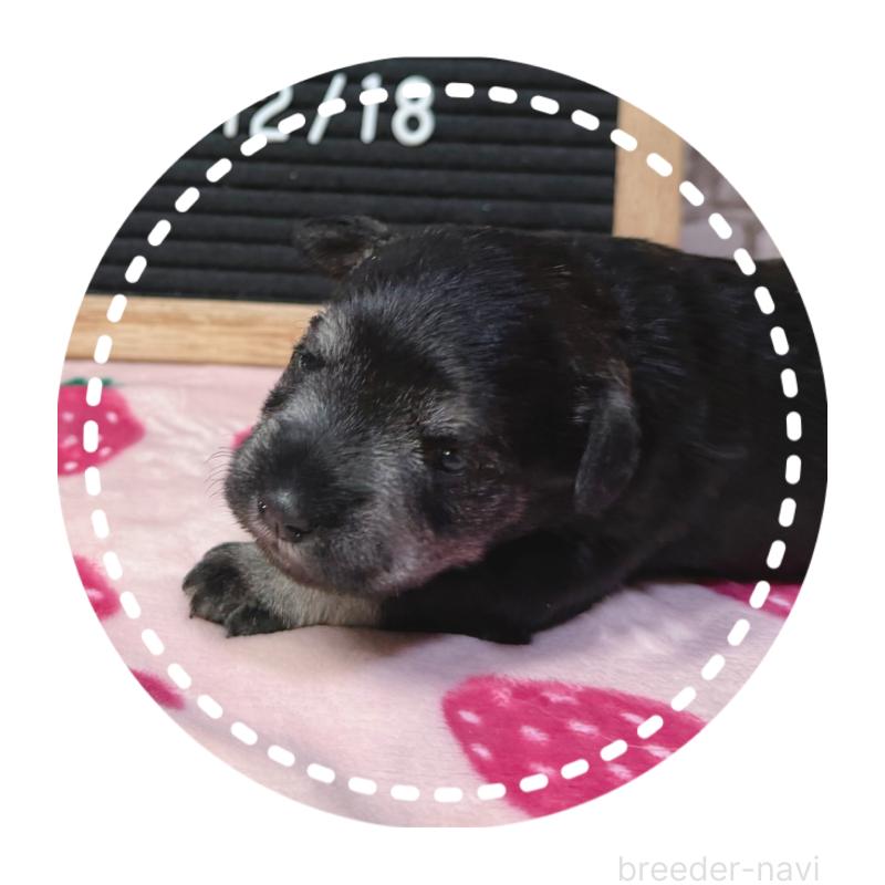 販売中の兵庫県のミニチュアシュナウザー-434837の5枚目