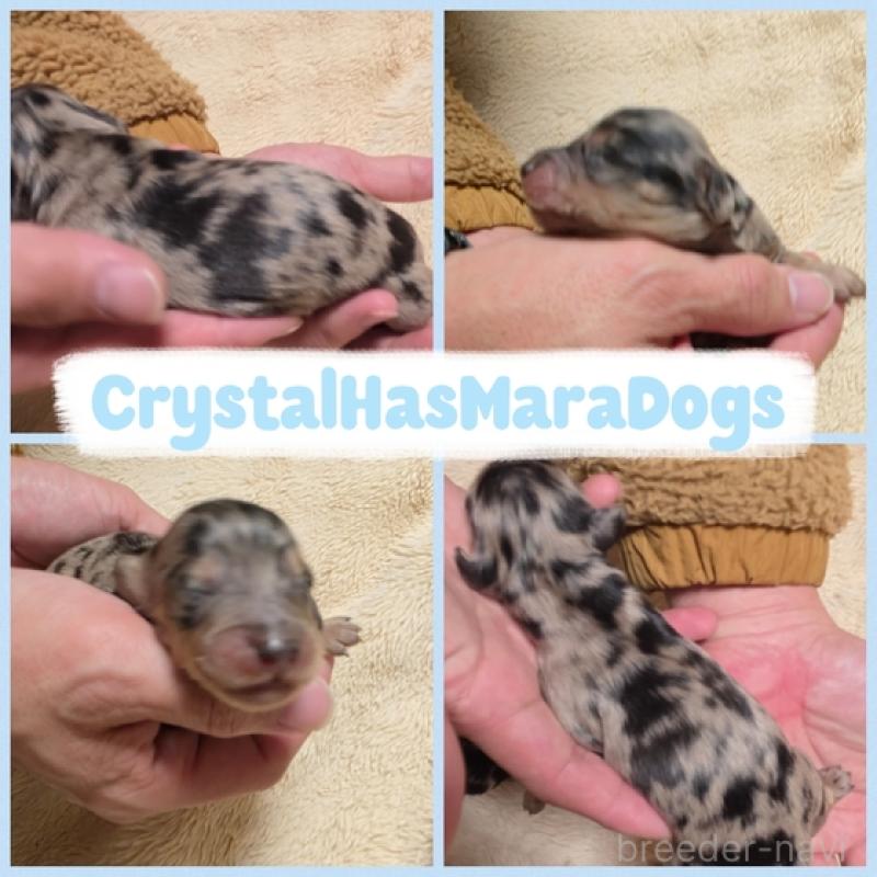 販売中の北海道のミニチュアダックスフンド(ロングヘアード)-434838の1枚目