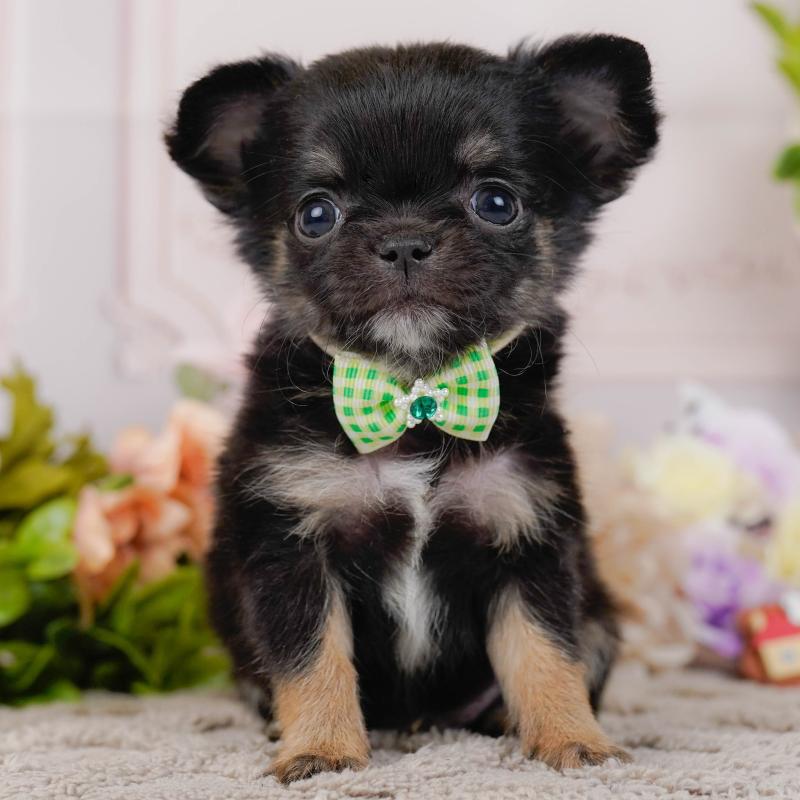 販売中の神奈川県のチワワ(ロングコート)-434858の1枚目