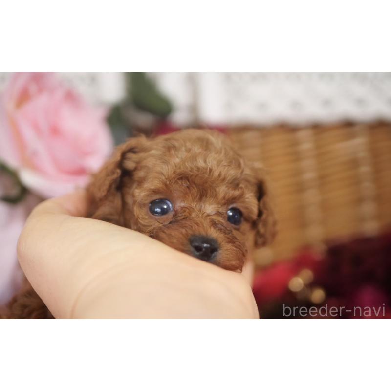 販売中の香川県のタイニープードル-434840の5枚目