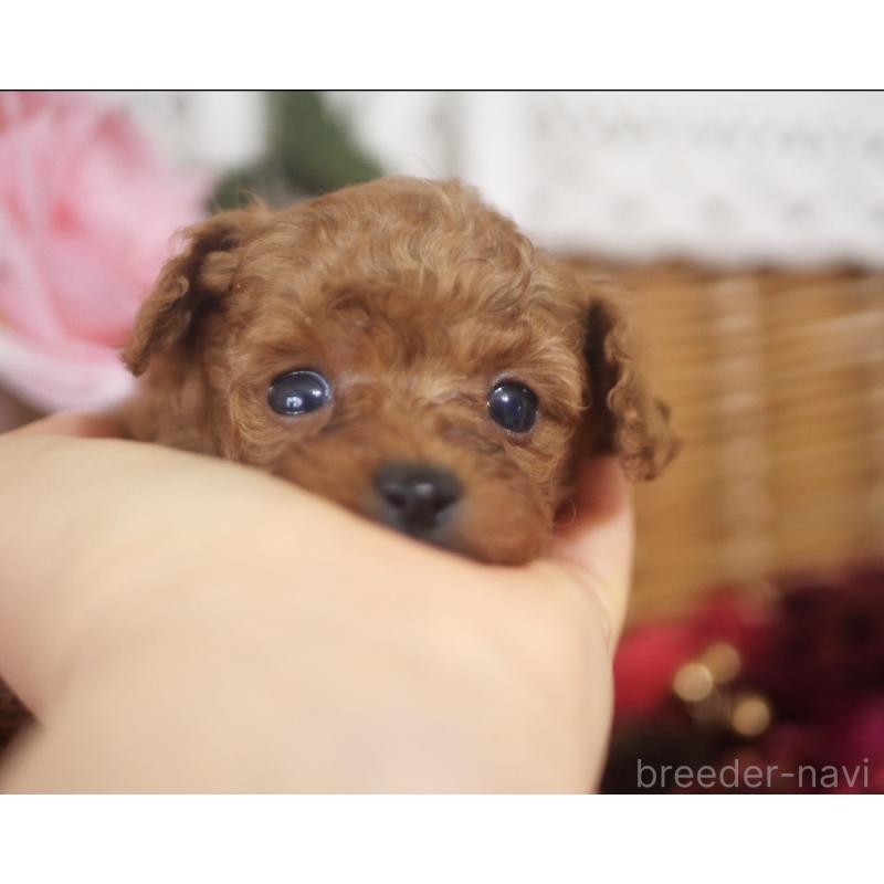 販売中の香川県のタイニープードル-434840の4枚目