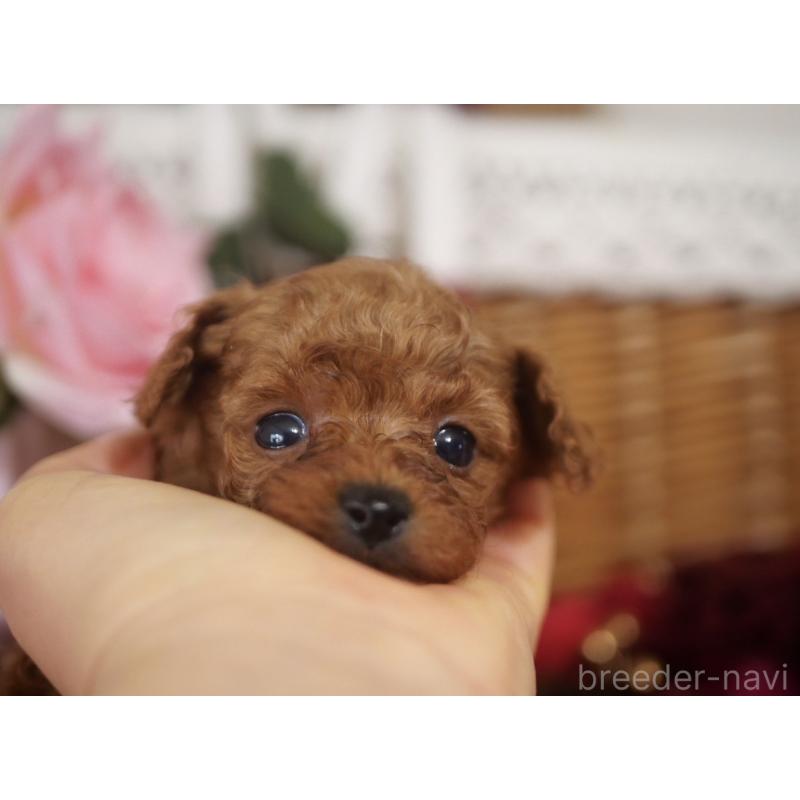 販売中の香川県のタイニープードル-434840の3枚目