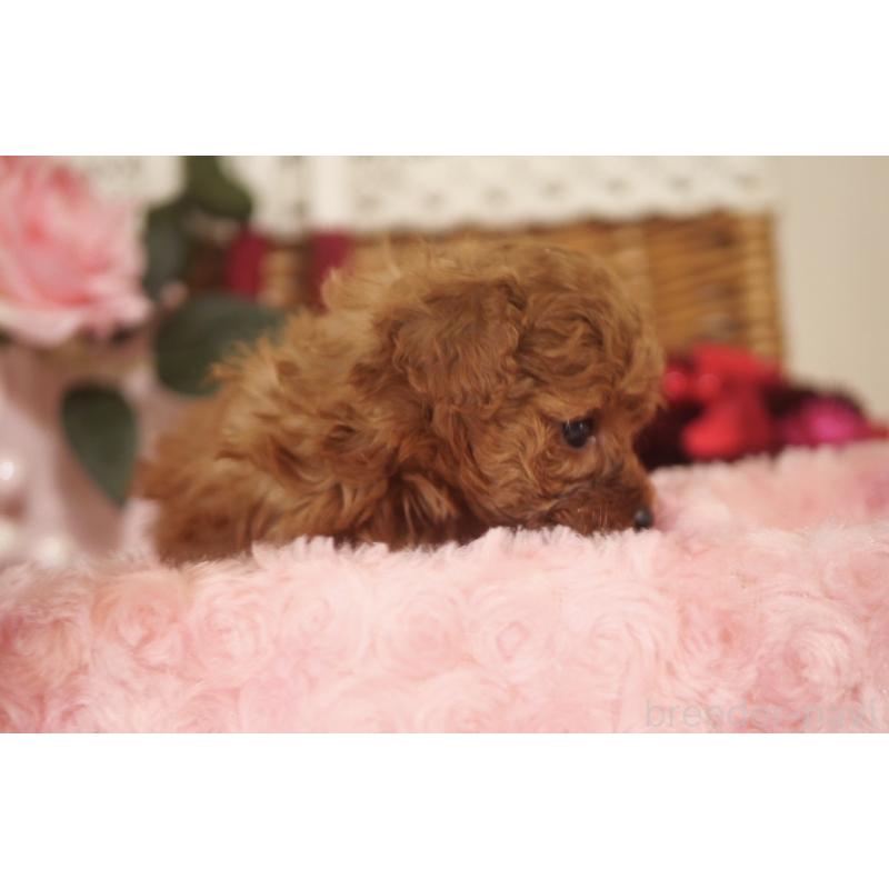 販売中の香川県のタイニープードル-434840の2枚目