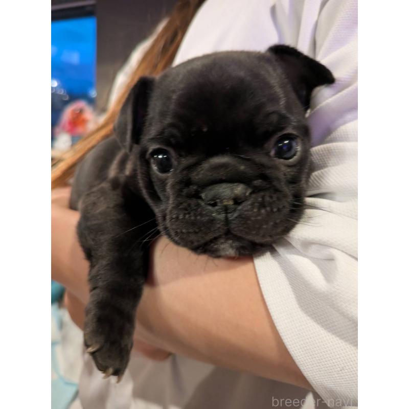 商談中の京都府のフレンチブルドッグ-430701の6枚目