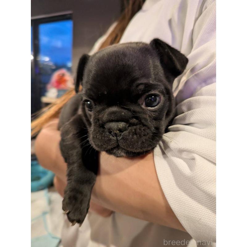 商談中の京都府のフレンチブルドッグ-430701の5枚目