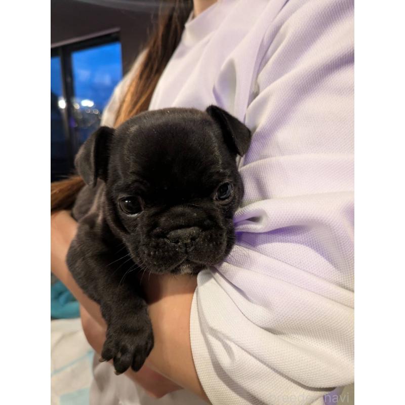 商談中の京都府のフレンチブルドッグ-430701の4枚目