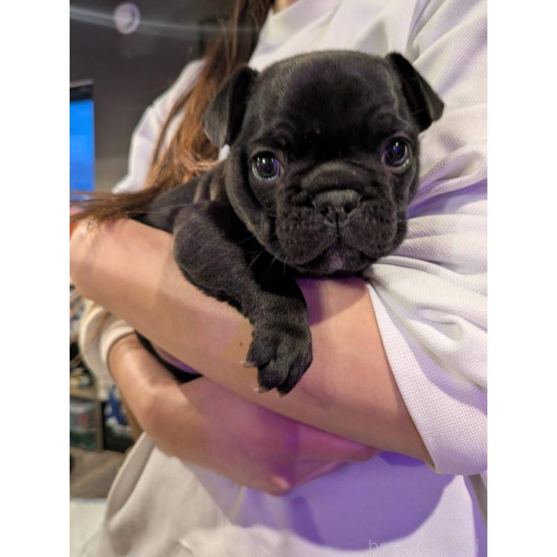 商談中の京都府のフレンチブルドッグ-430701の3枚目