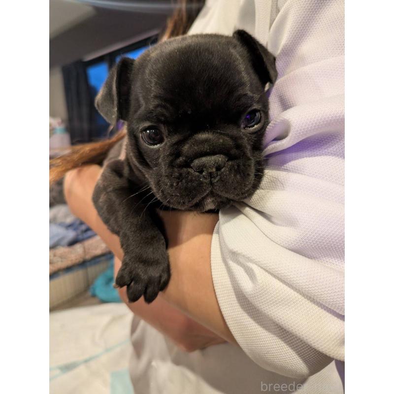 商談中の京都府のフレンチブルドッグ-430701の2枚目