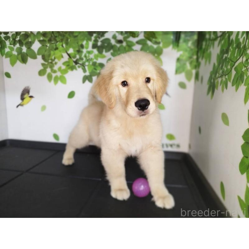 販売中の三重県のゴールデンレトリーバー-425781の5枚目