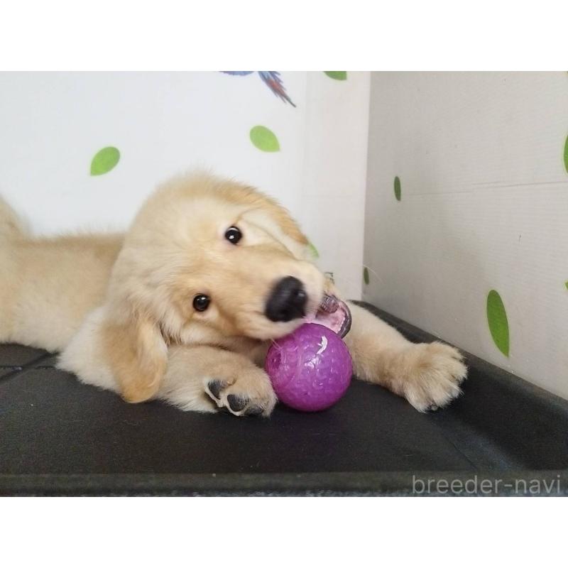 販売中の三重県のゴールデンレトリーバー-425781の4枚目