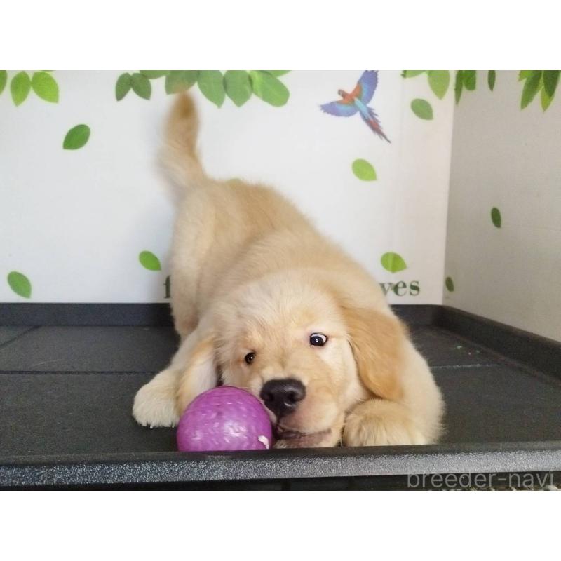 販売中の三重県のゴールデンレトリーバー-425781の3枚目