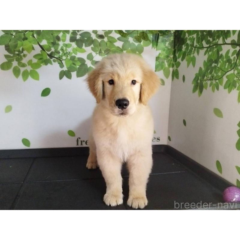 販売中の三重県のゴールデンレトリーバー-425781の2枚目