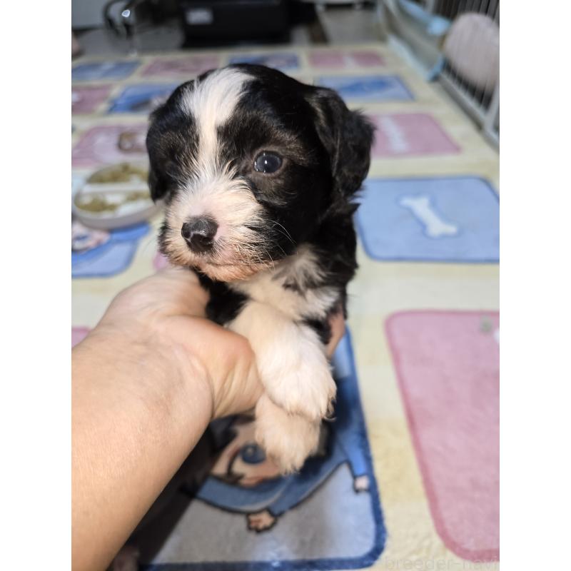 販売中の愛知県のチャイニーズクレステッドドッグ-429245