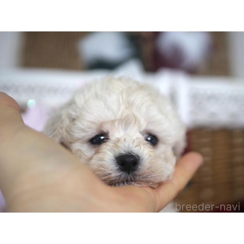 販売中の香川県のトイプードル-434845の4枚目