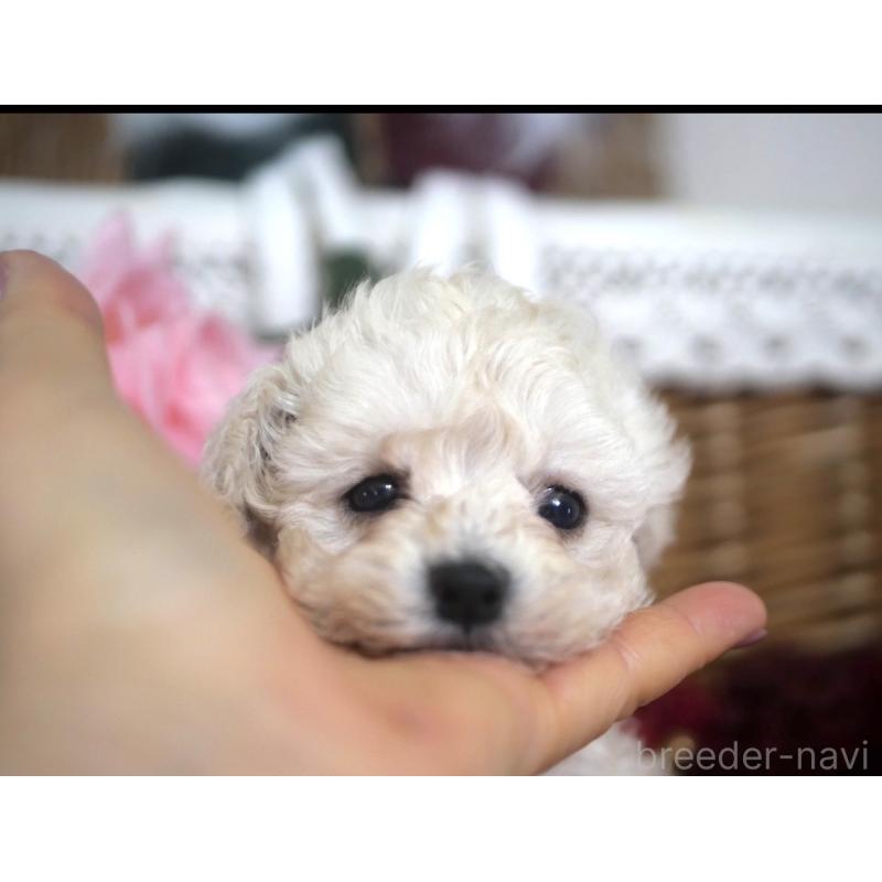 販売中の香川県のトイプードル-434845の5枚目