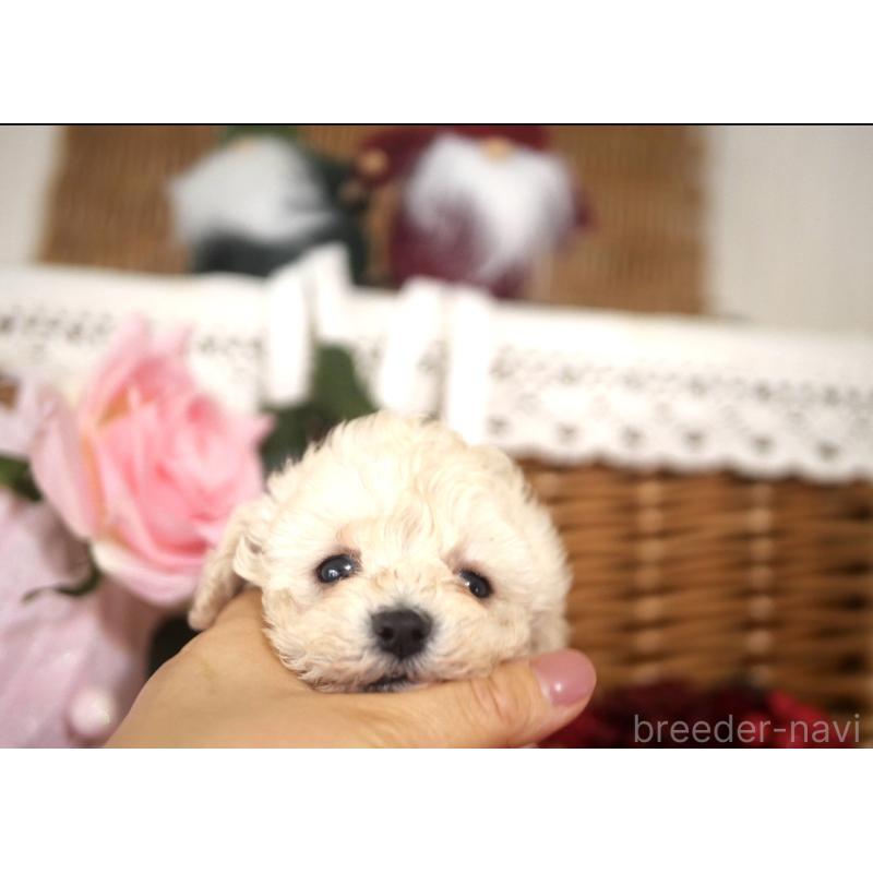 販売中の香川県のトイプードル-434845の3枚目