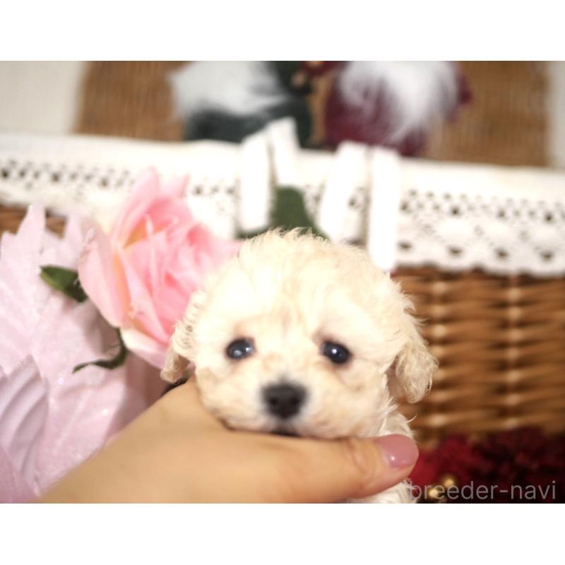 販売中の香川県のトイプードル-434845の2枚目