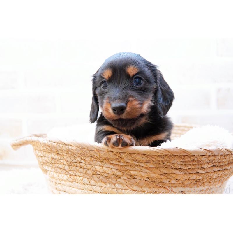販売中の神奈川県のミニチュアダックスフンド(ロングヘアード)-434844の10枚目