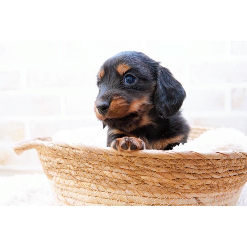 販売中の神奈川県のミニチュアダックスフンド(ロングヘアード)-434844の9枚目