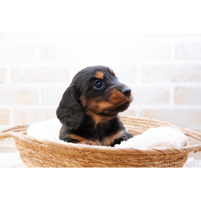 販売中の神奈川県のミニチュアダックスフンド(ロングヘアード)-434844の8枚目