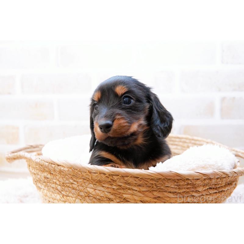 販売中の神奈川県のミニチュアダックスフンド(ロングヘアード)-434844の7枚目