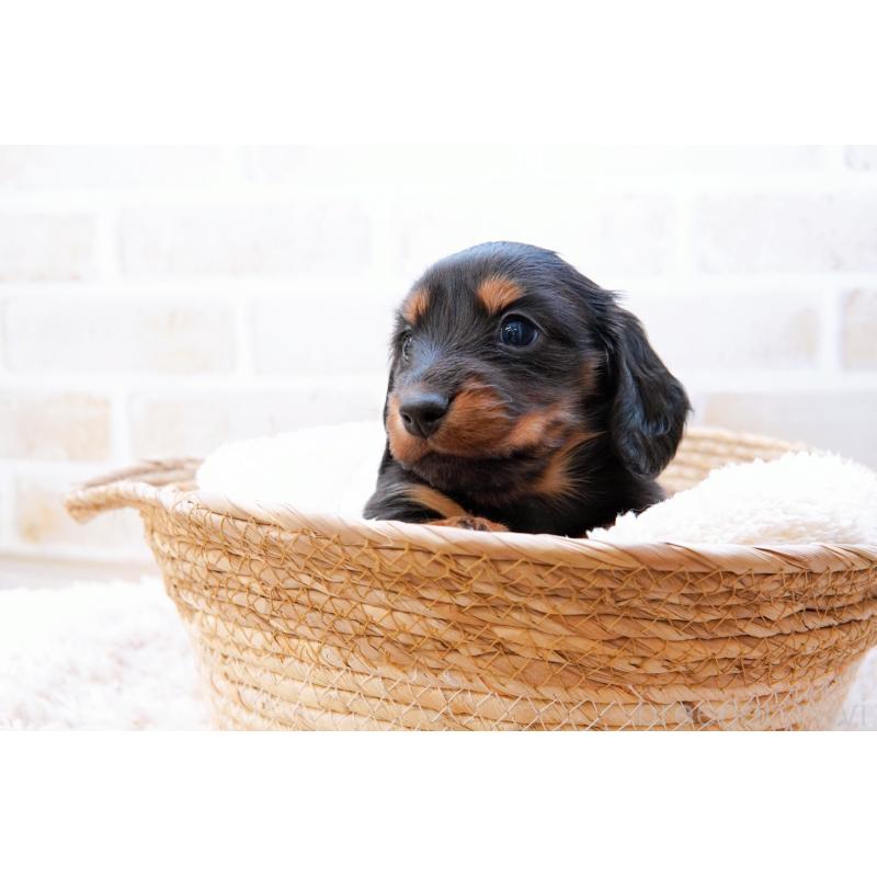 販売中の神奈川県のミニチュアダックスフンド(ロングヘアード)-434844の6枚目