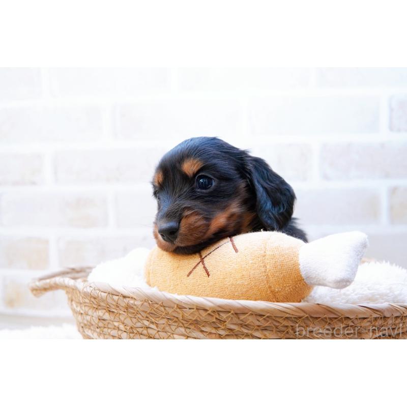 販売中の神奈川県のミニチュアダックスフンド(ロングヘアード)-434844の5枚目