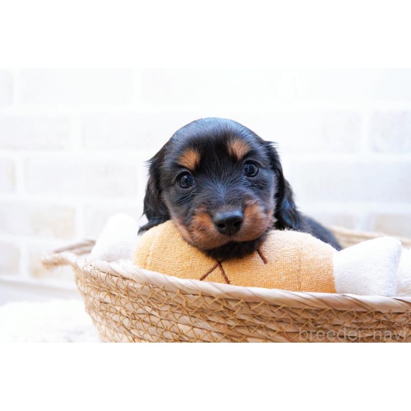 販売中の神奈川県のミニチュアダックスフンド(ロングヘアード)-434844の4枚目