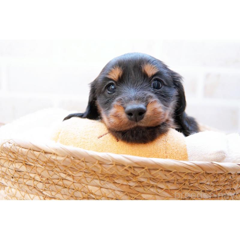 販売中の神奈川県のミニチュアダックスフンド(ロングヘアード)-434844の3枚目