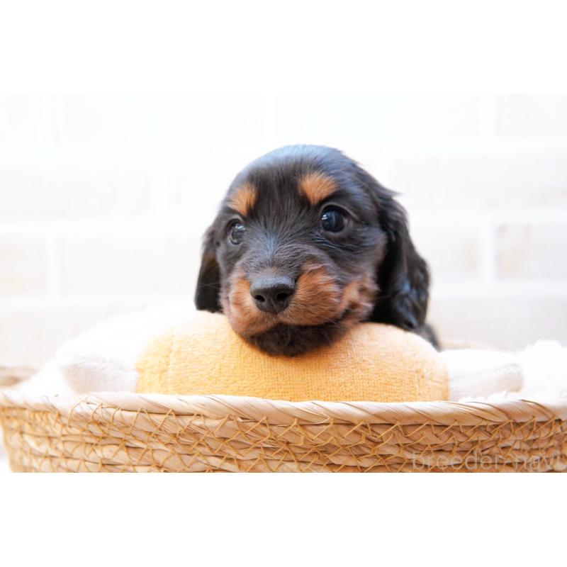 販売中の神奈川県のミニチュアダックスフンド(ロングヘアード)-434844の2枚目