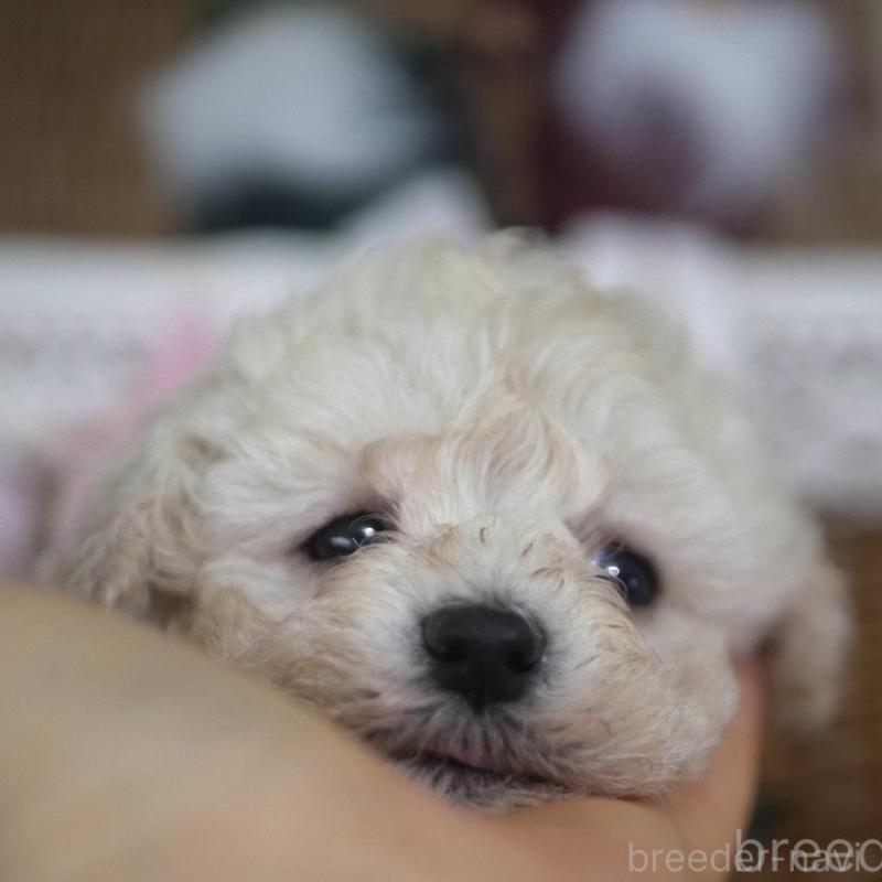 販売中の香川県のトイプードル-434845の1枚目