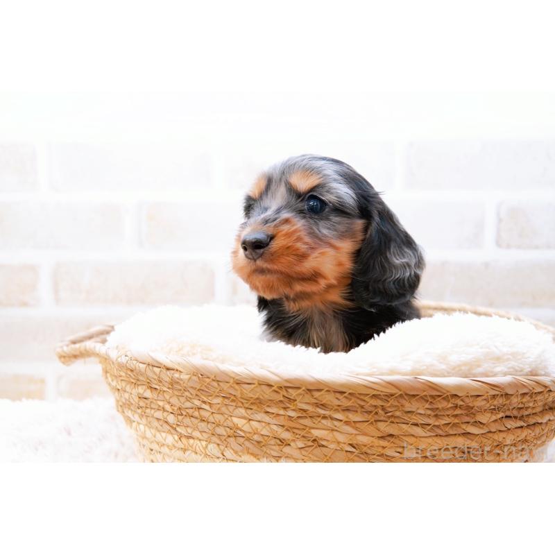 販売中の神奈川県のミニチュアダックスフンド(ロングヘアード)-434852の10枚目