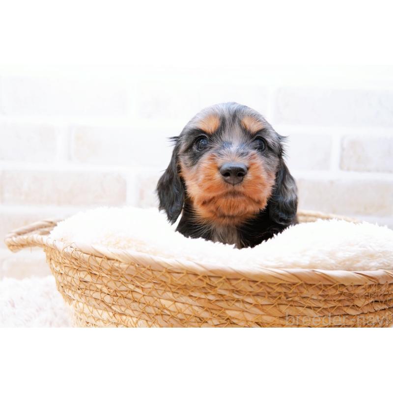 販売中の神奈川県のミニチュアダックスフンド(ロングヘアード)-434852の9枚目