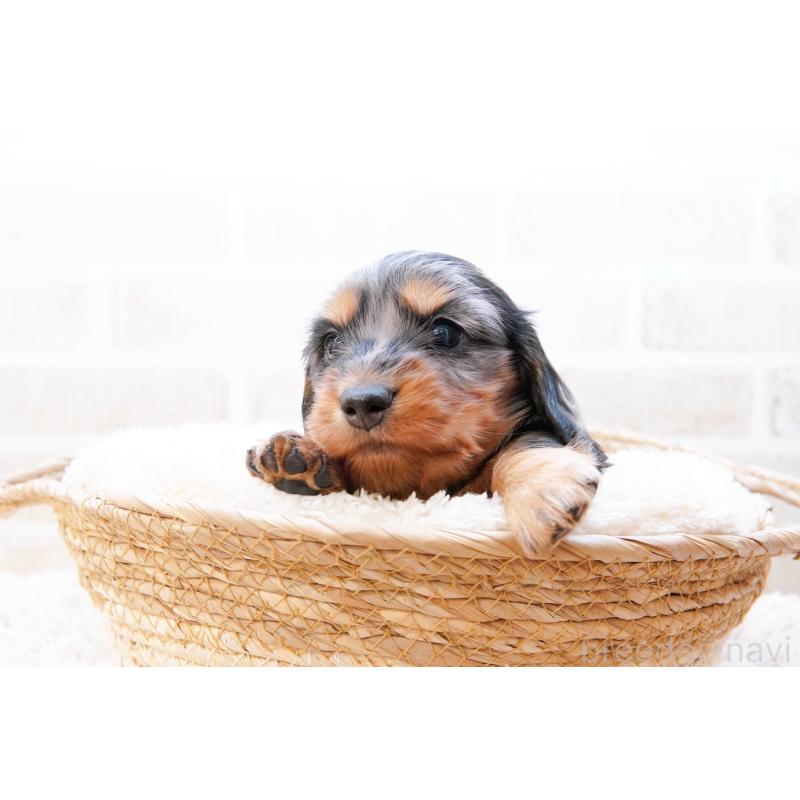 販売中の神奈川県のミニチュアダックスフンド(ロングヘアード)-434852の8枚目