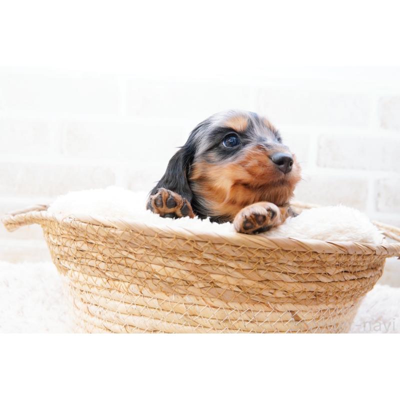 販売中の神奈川県のミニチュアダックスフンド(ロングヘアード)-434852の7枚目