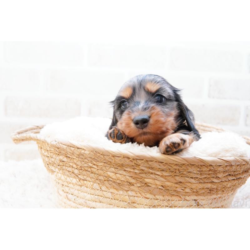 販売中の神奈川県のミニチュアダックスフンド(ロングヘアード)-434852の6枚目