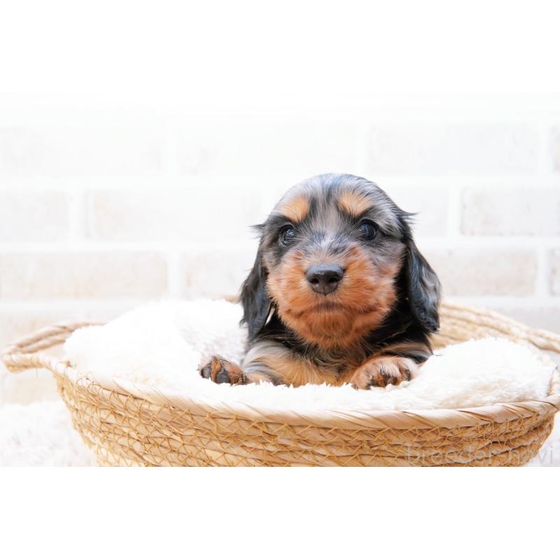 販売中の神奈川県のミニチュアダックスフンド(ロングヘアード)-434852の5枚目