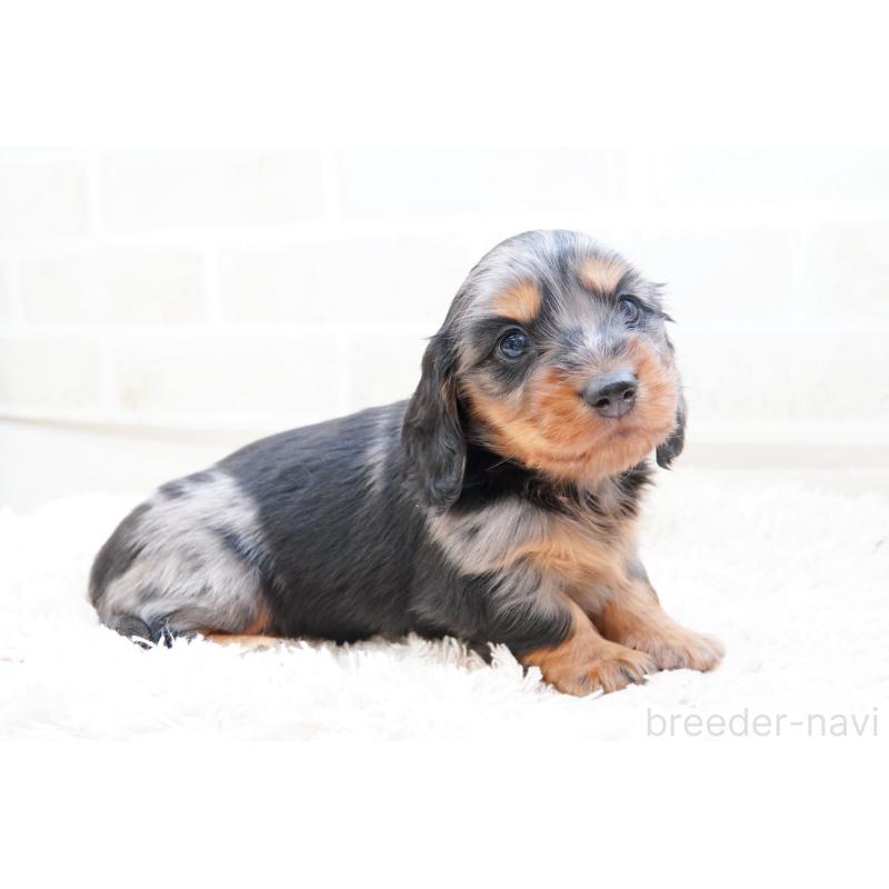 販売中の神奈川県のミニチュアダックスフンド(ロングヘアード)-434852の3枚目