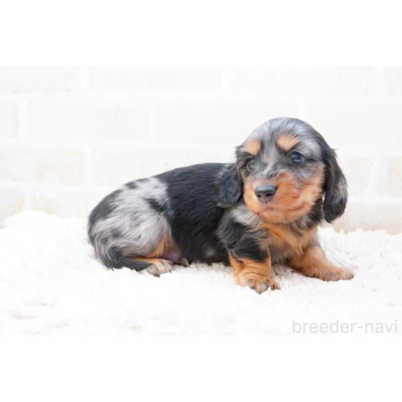 販売中の神奈川県のミニチュアダックスフンド(ロングヘアード)-434852の2枚目