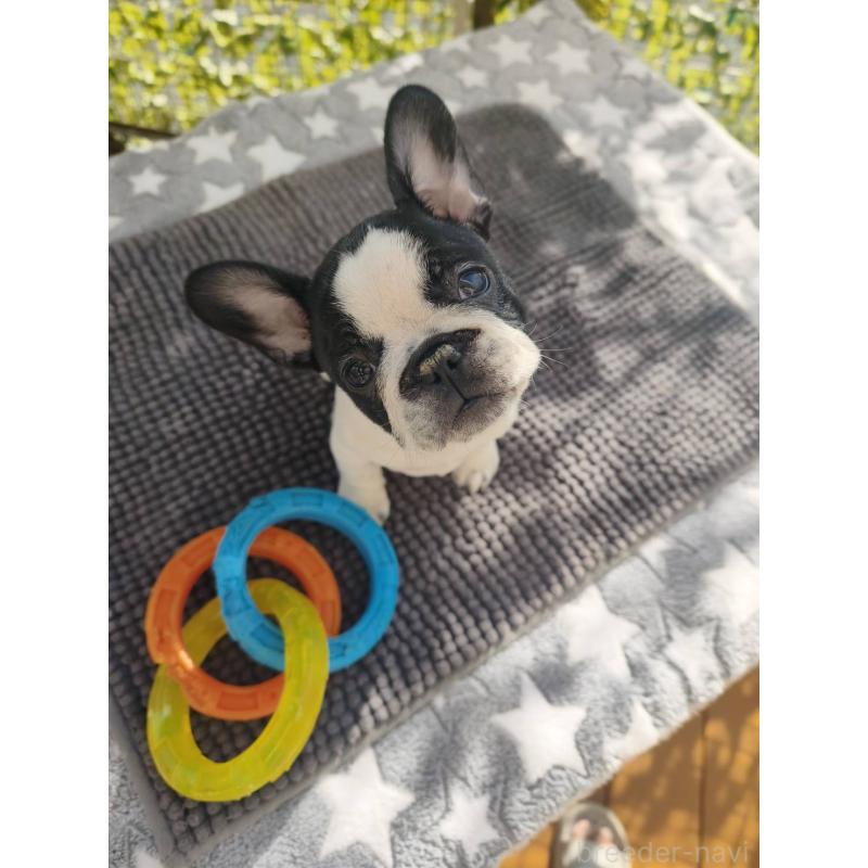 販売中の東京都のフレンチブルドッグ-434848の6枚目