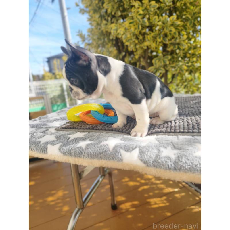 販売中の東京都のフレンチブルドッグ-434848の5枚目