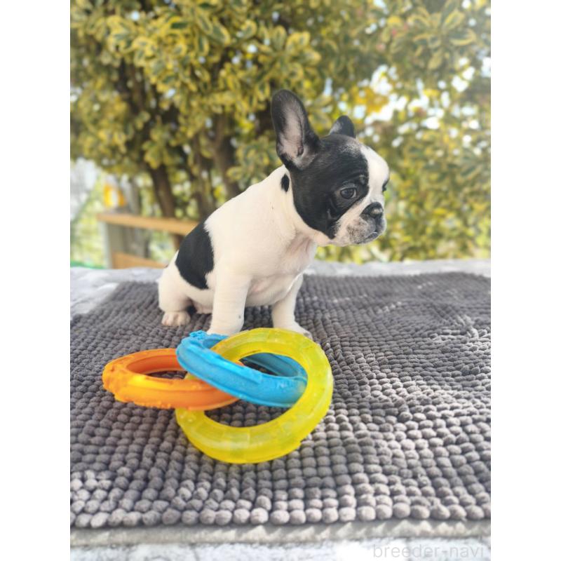 販売中の東京都のフレンチブルドッグ-434848の4枚目