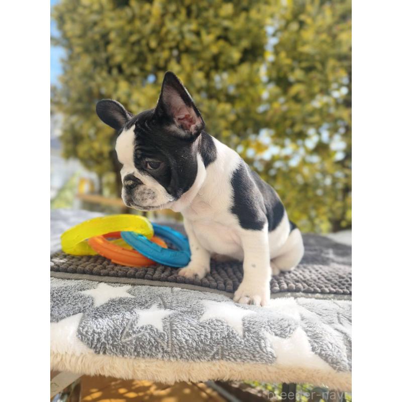 販売中の東京都のフレンチブルドッグ-434848の2枚目
