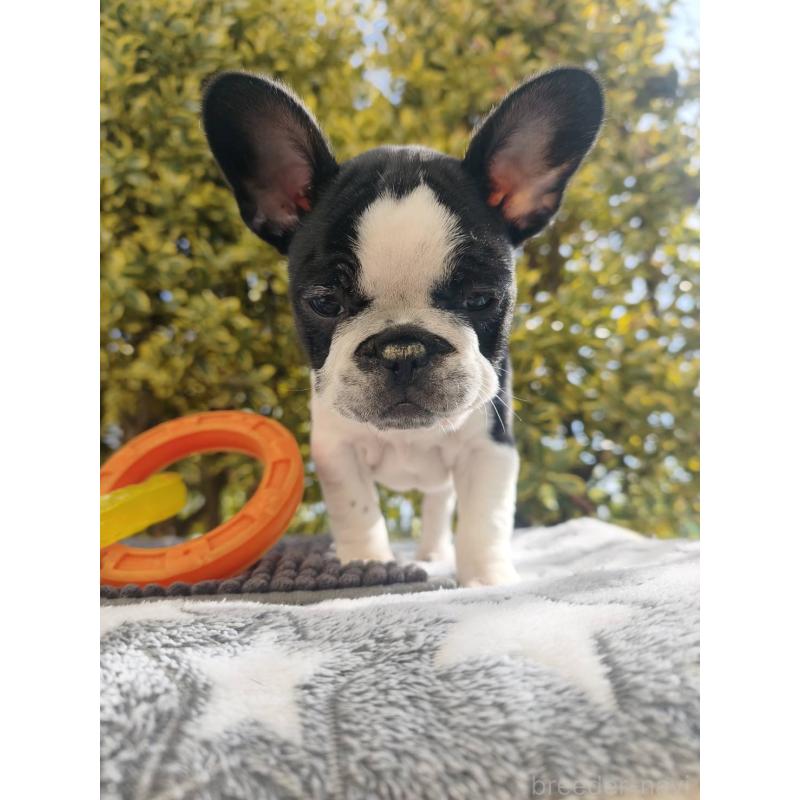 販売中の東京都のフレンチブルドッグ-434848の3枚目