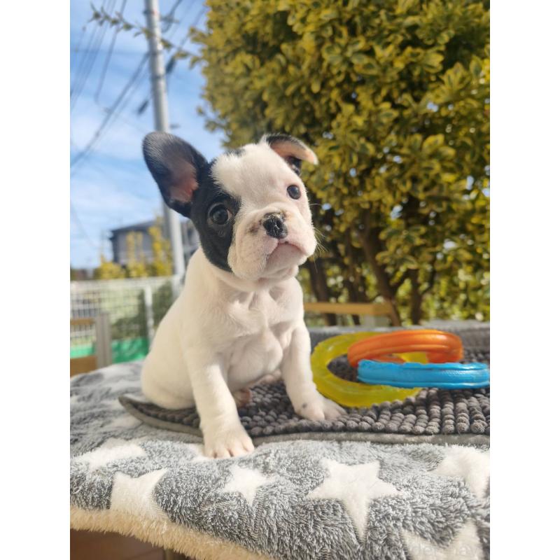 販売中の東京都のフレンチブルドッグ-434849の6枚目