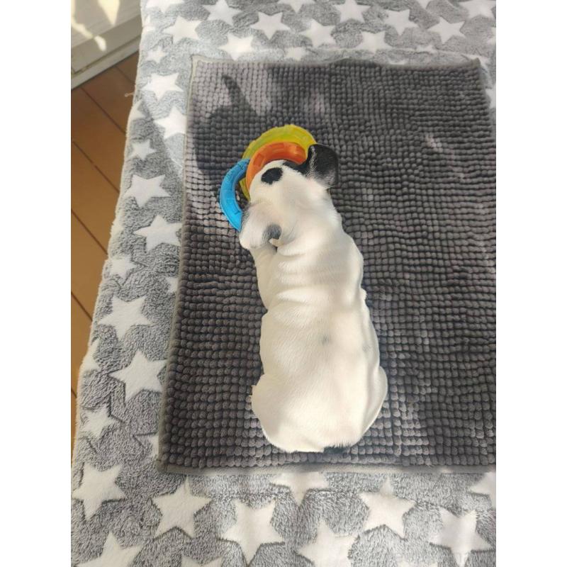 販売中の東京都のフレンチブルドッグ-434849の5枚目