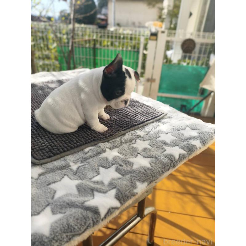 販売中の東京都のフレンチブルドッグ-434849の4枚目