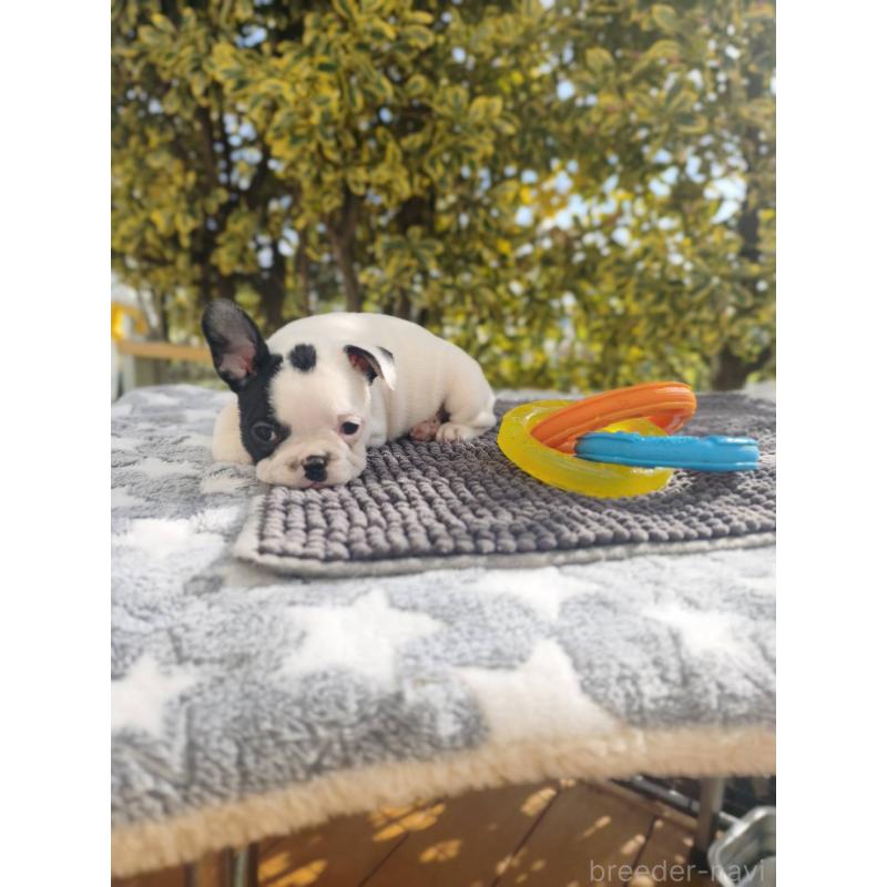 販売中の東京都のフレンチブルドッグ-434849の3枚目